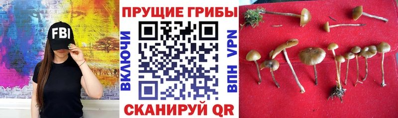 Галлюциногенные грибы Psilocybe  Сосенский 